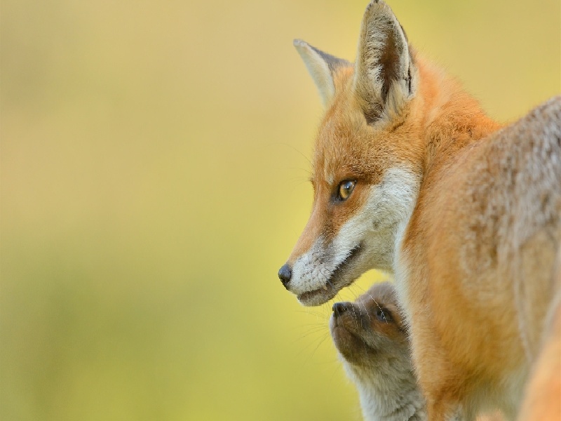 试管婴儿PP（二十岁不能试管）